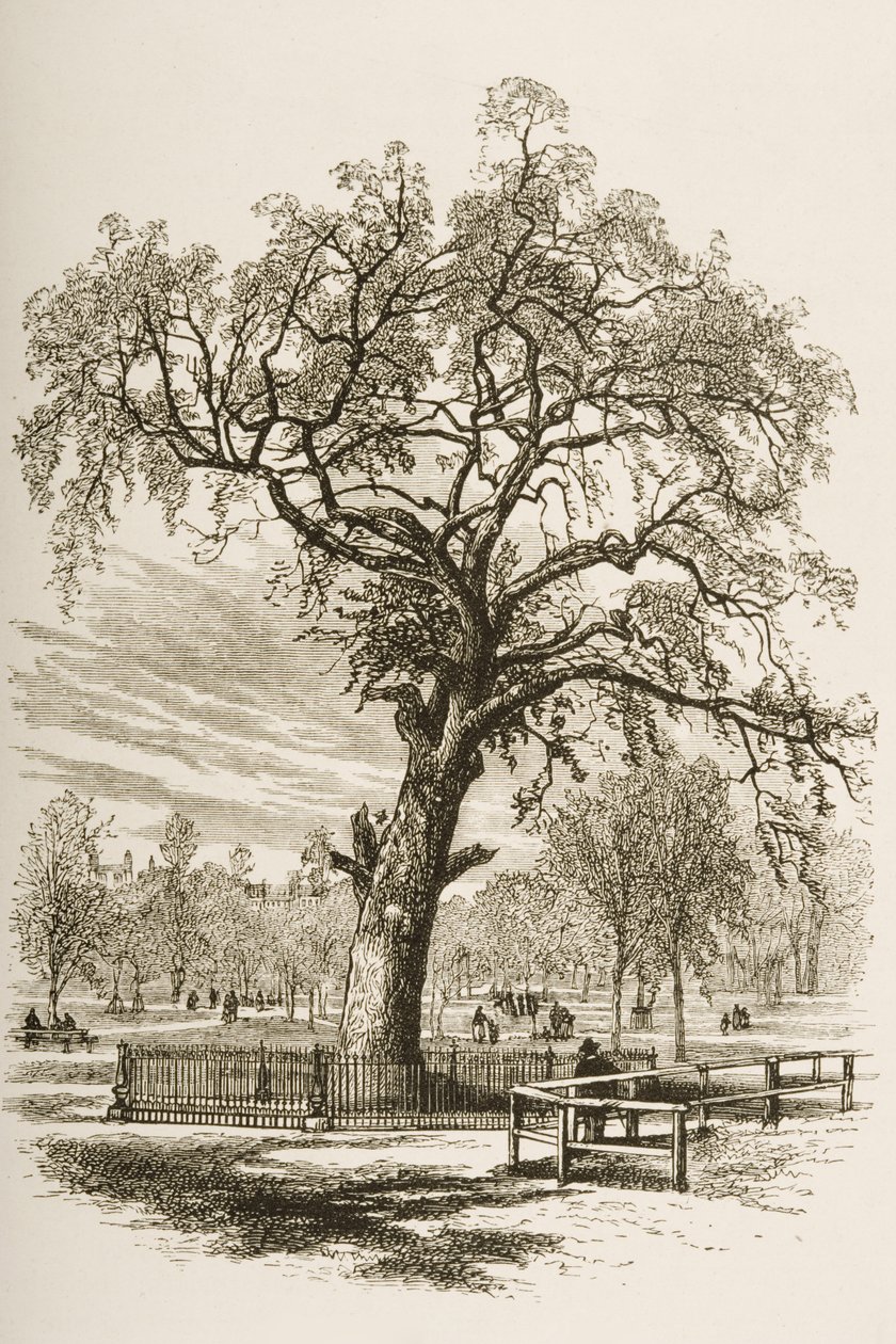 Liberty Tree, Boston Common, omkring 1870, från "American Pictures" utgiven av Religious Tract Society, 1876. av English School