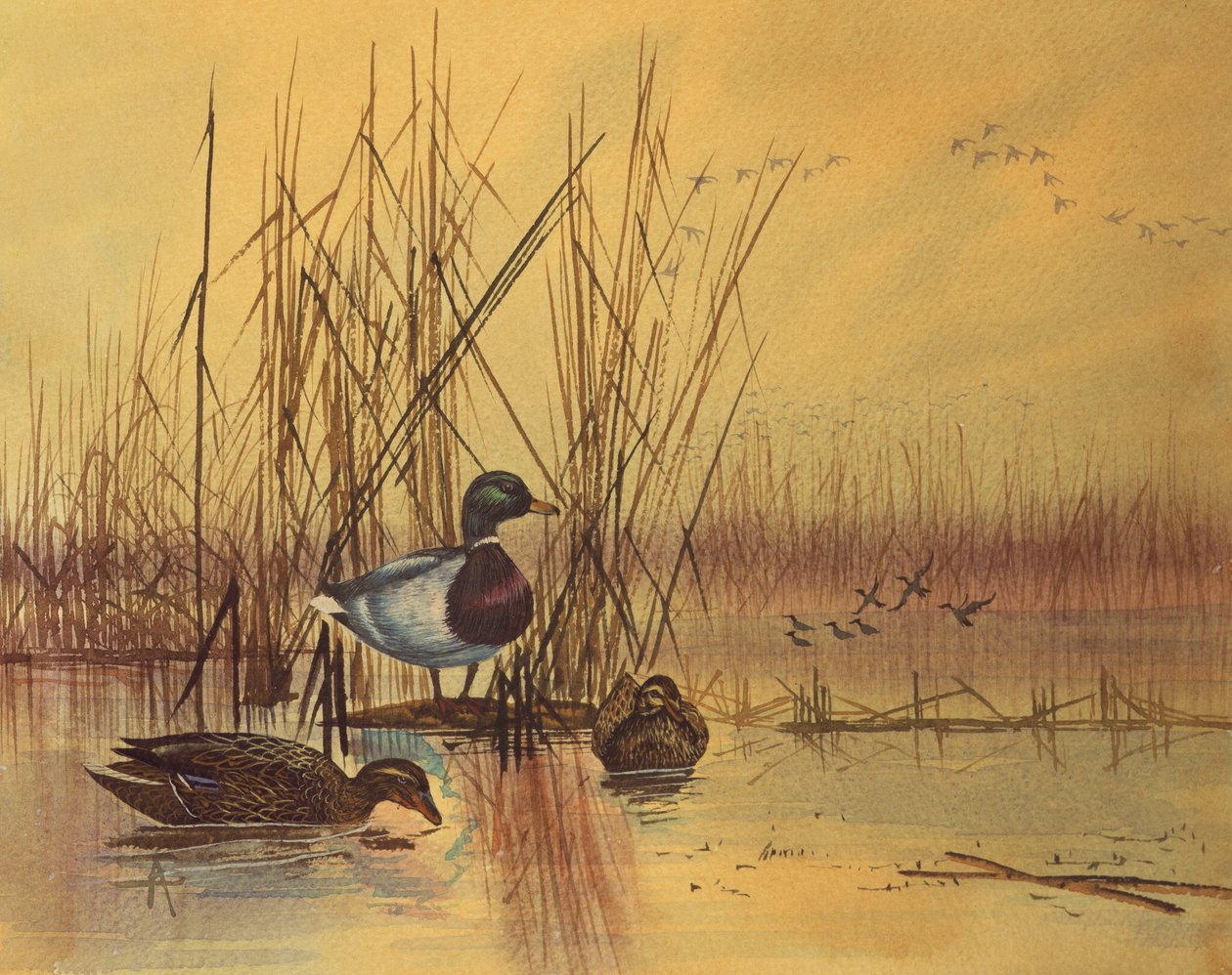 Gräsand i en sjö, ca 1890 (wc på papper) av English School