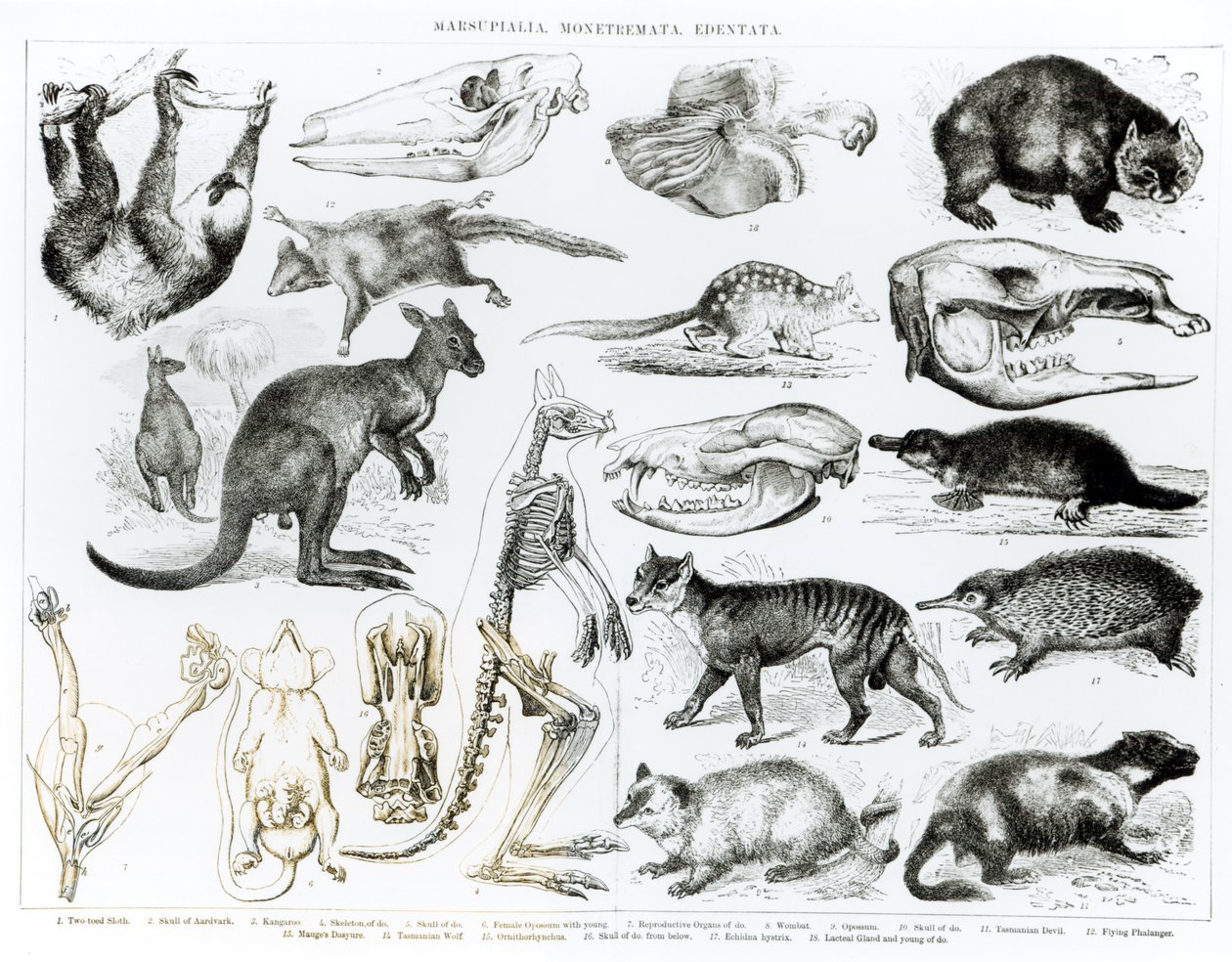 Marsupialia, Monetremata, Edentata swed av English School