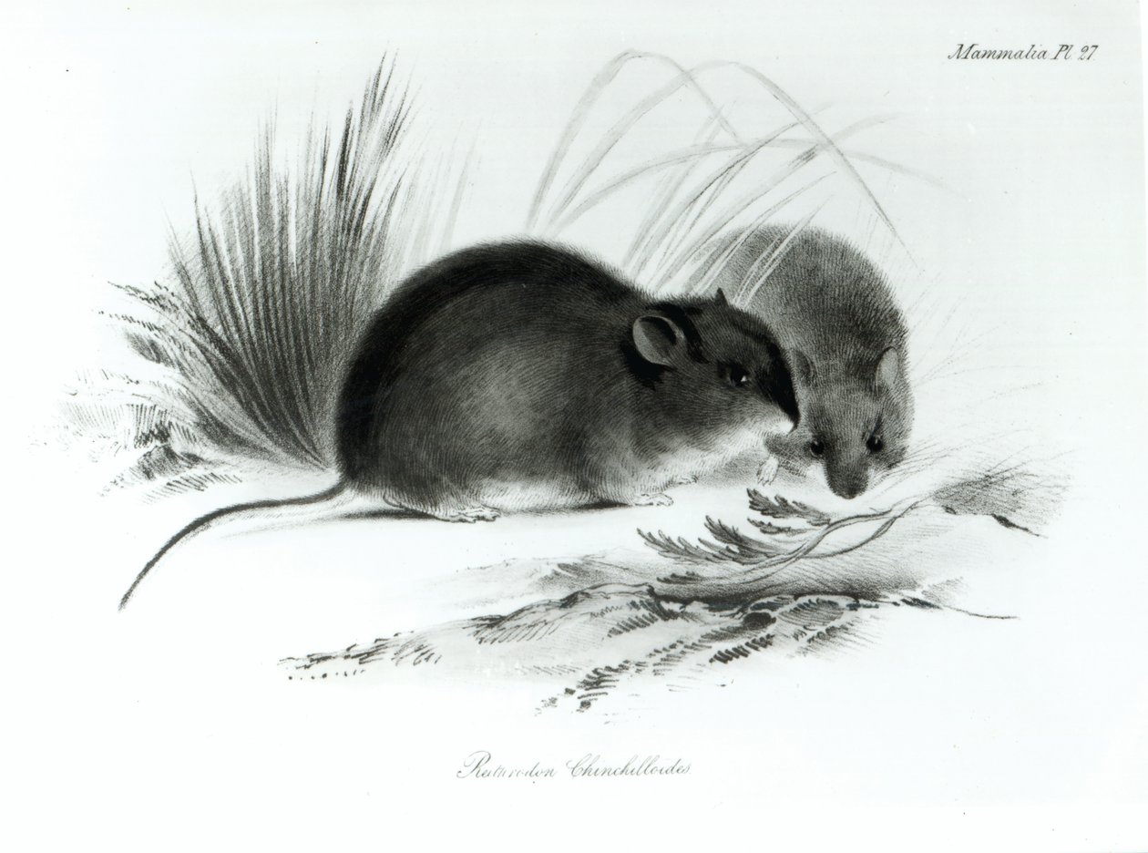 Mus, Tierra del Fuego, Sydamerika c.1832-36 av English School