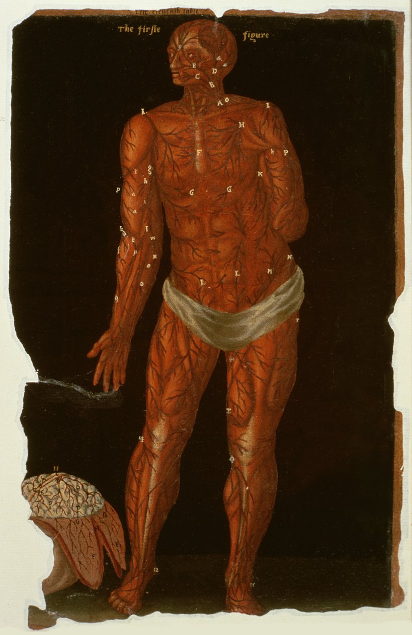 Ms Hunter 364 Tabell XI Dissektion, från Anatomical Tables, av John Banister (1540-1610) (olja på brunt papper) av English School