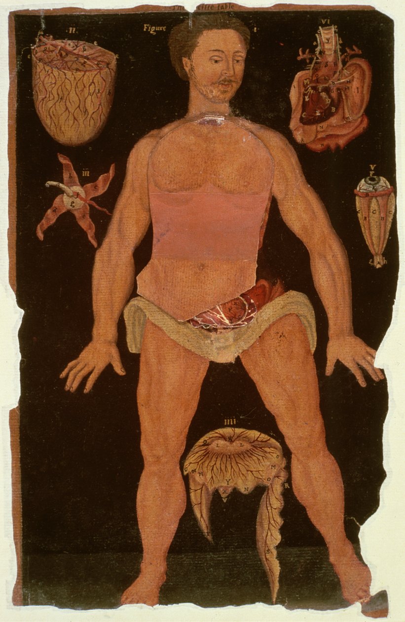 Ms Hunter 364 Tabell XII Dissektion (stängt tillstånd) från Anatomical Tables, av John Banister (1540-1610) (olja på brunt papper) av English School