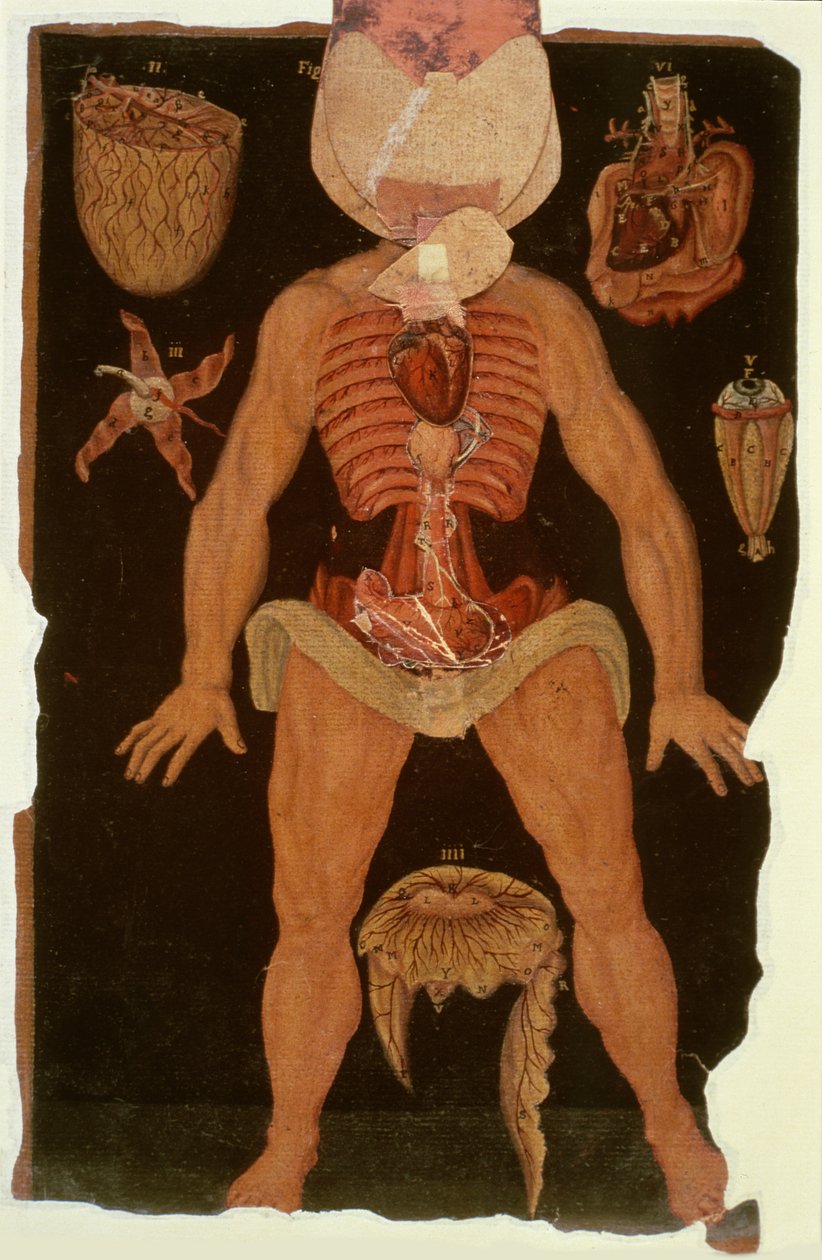Ms Hunter 364 Tabell XII Dissektion (öppet tillstånd) från Anatomical Tables, av John Banister (1540-1610) (olja på brunt papper) av English School