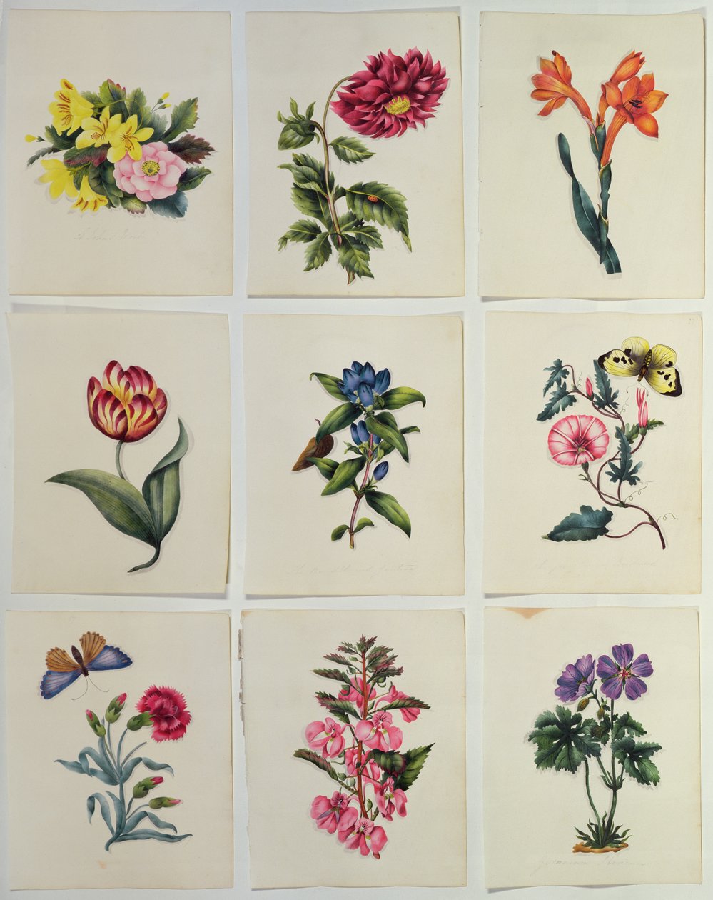 Nio blomplattor (wc) av English School