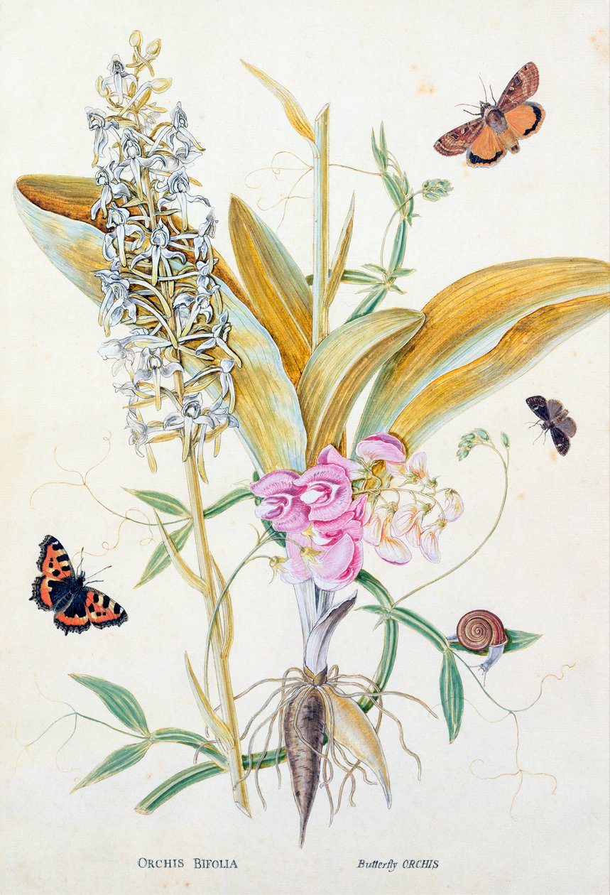 Orkidé: Bifolia (Fjärilsorkidé), tryck, c.1860 av English School