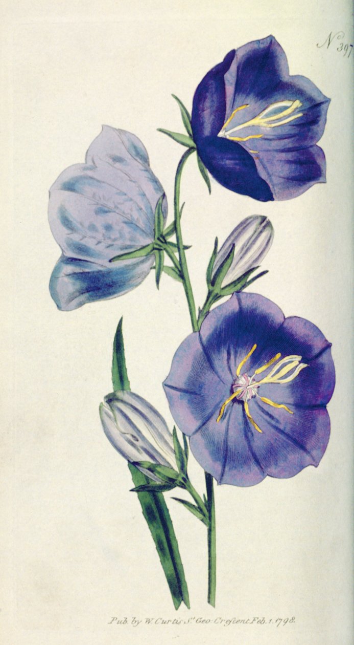 Persikofärgad Bellflower eller Campanula (Campanula persicifolia var. maxima), tallrik 397 från William Curtis The Botanical Magazine (eller Flower Garden Displayed), pub. 1792 av English School