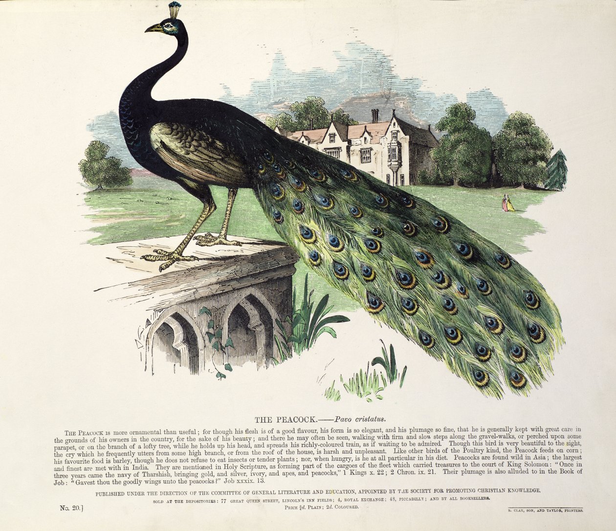 Påfågel (Pavo Cristatus) av English School
