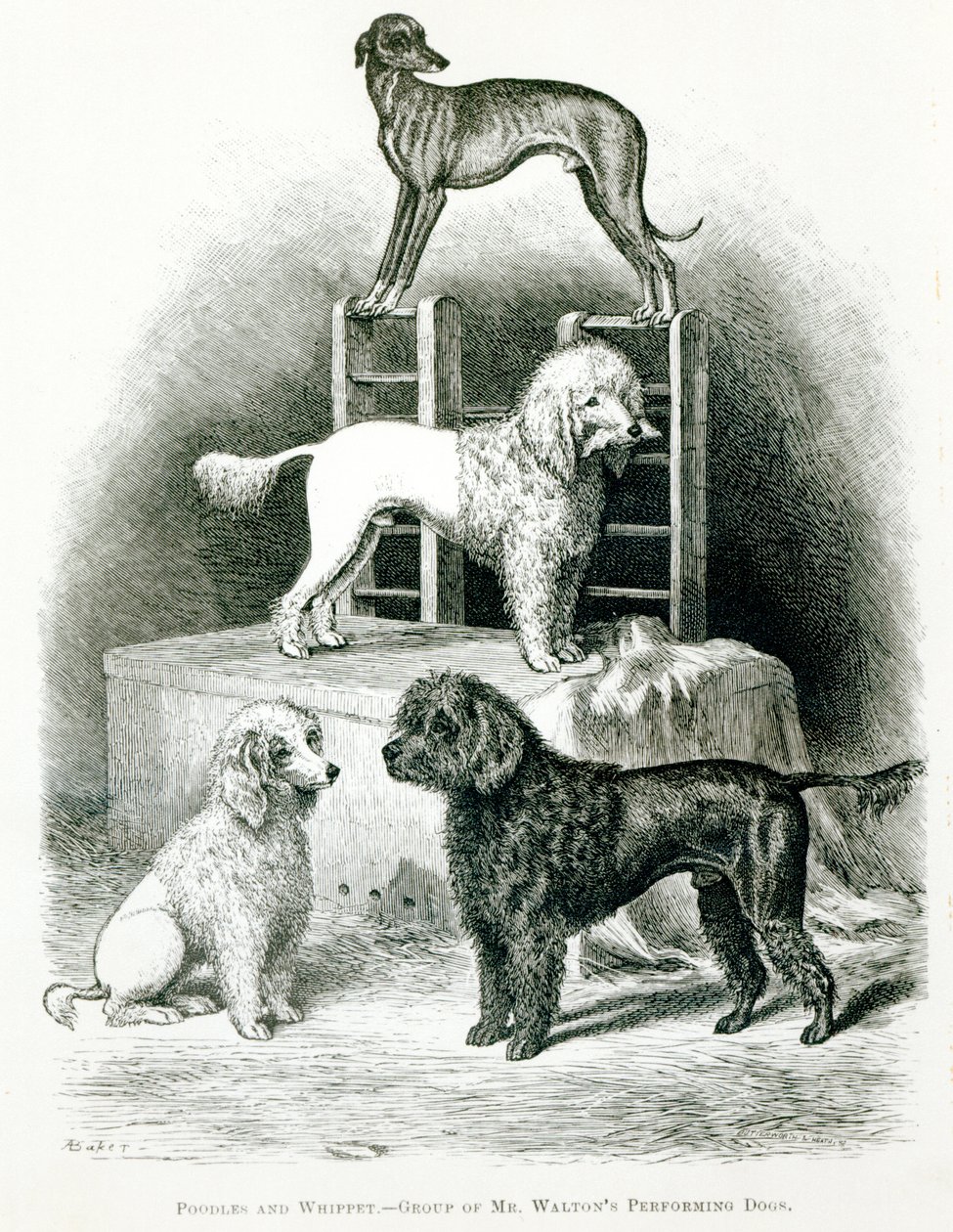 Pudlar och Whippet - Grupp av Mr. Waltons uppträdande hundar av English School