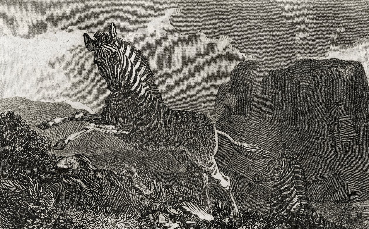 Quagga av English School