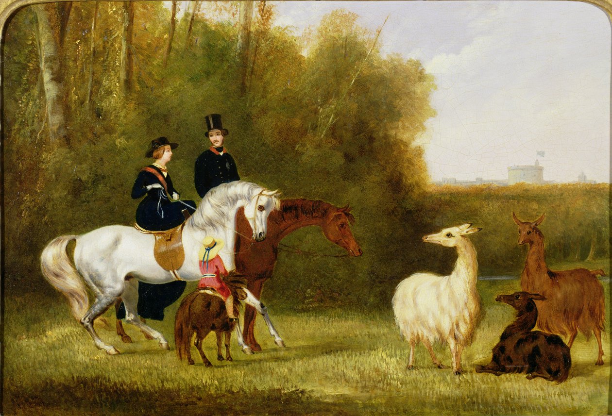 Drottning Victoria, prins Albert och prinsen av Wales i Windsor Park med sin flock lamadjur av English School