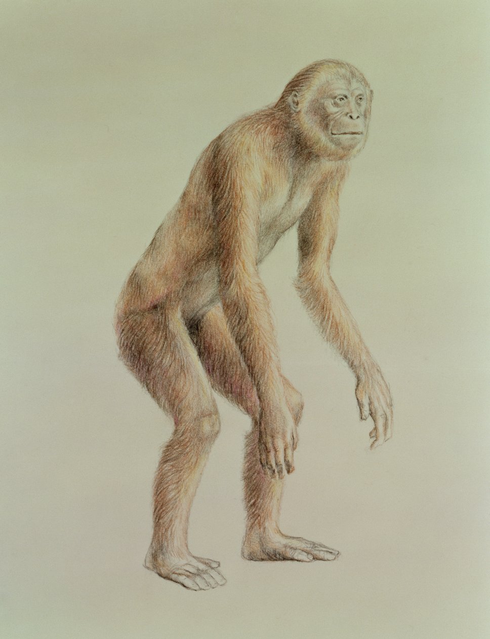 Ramapithecus av English School