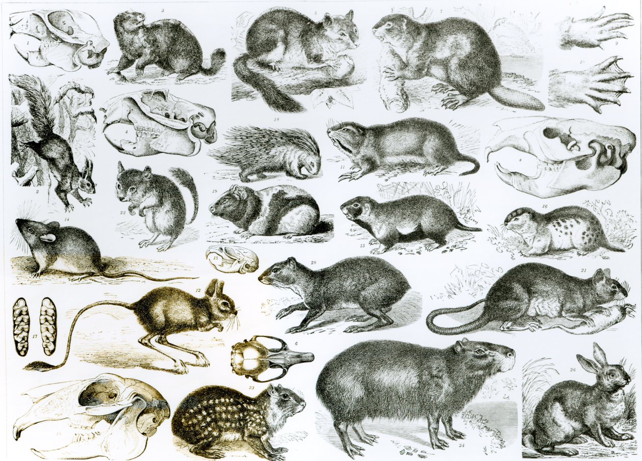 Rodentia-gnagare eller gnagande djur av English School