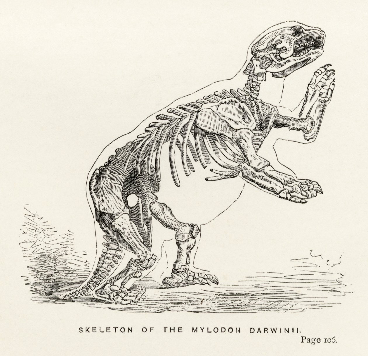 Skeleton of the Mylodon Darwinii, från 