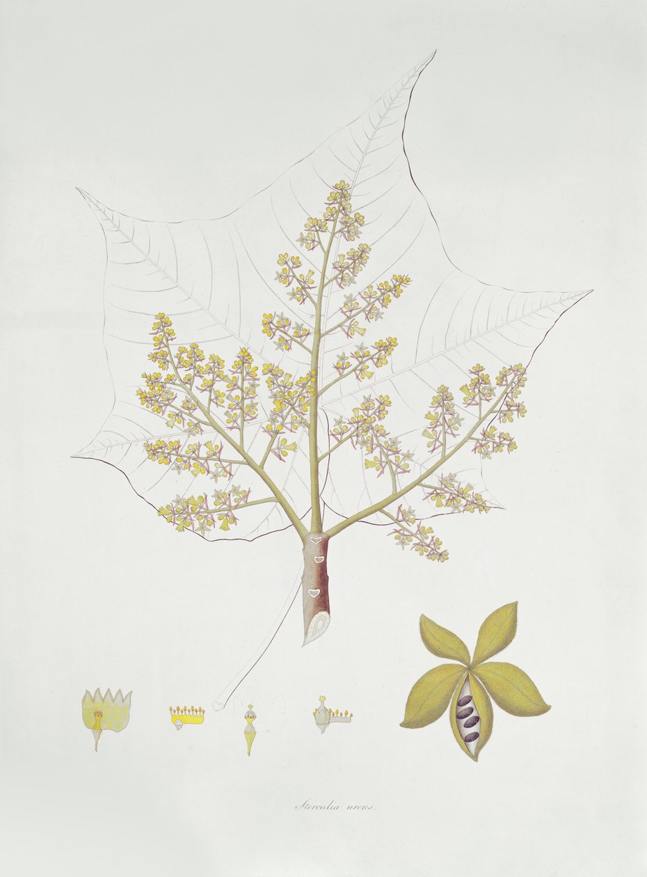 Sterculia Urens (färggravyr) av English School