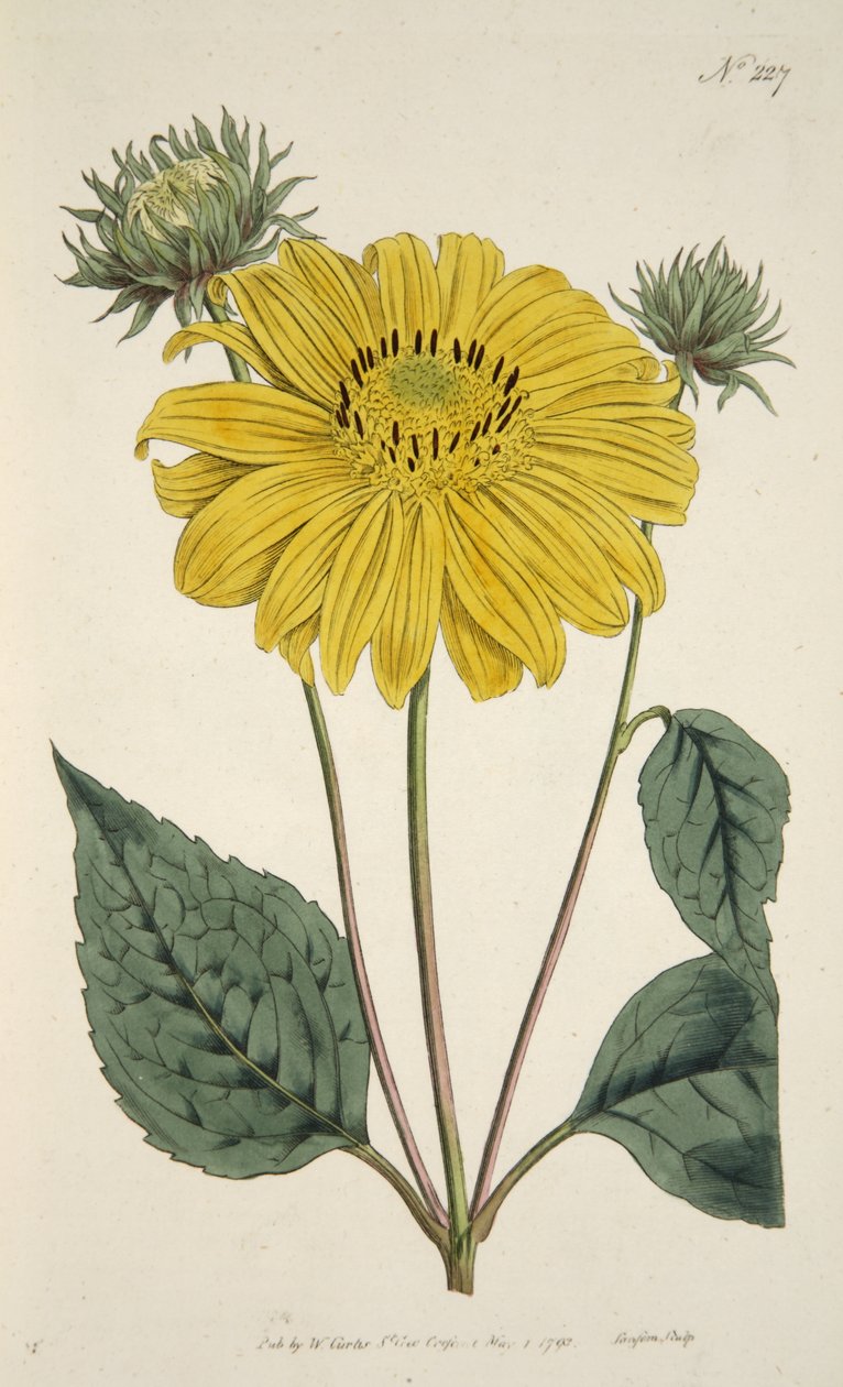 Sunflower, från The Botanical Magazine eller Flower Garden Displayed, pub. 1796 (handfärgad gravyr) av English School