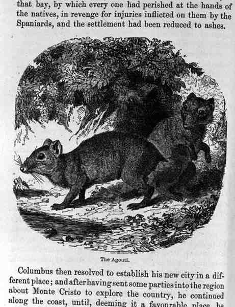 The Agouti, från Santo Domingo förr och nu av Samuel Hazard, pub. 1873 av English School