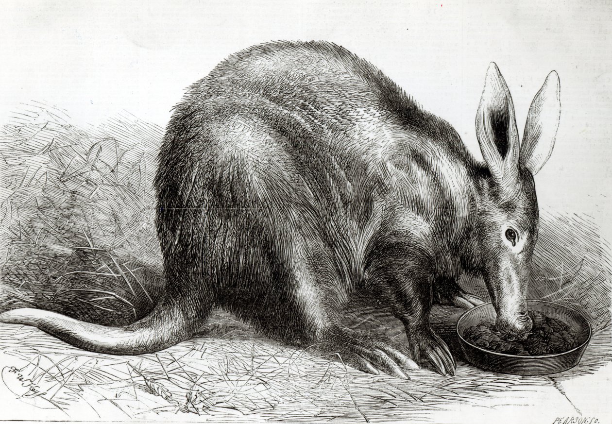 Cape Ant-Eater vid Zoological Society