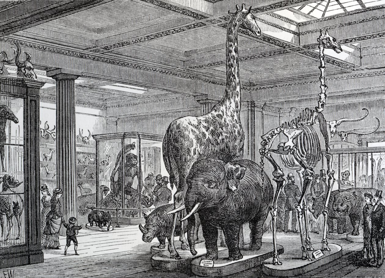 The Mammalia Saloon, illustration från "Old and New London" av Edward Walford, publicerad 1878 av English School