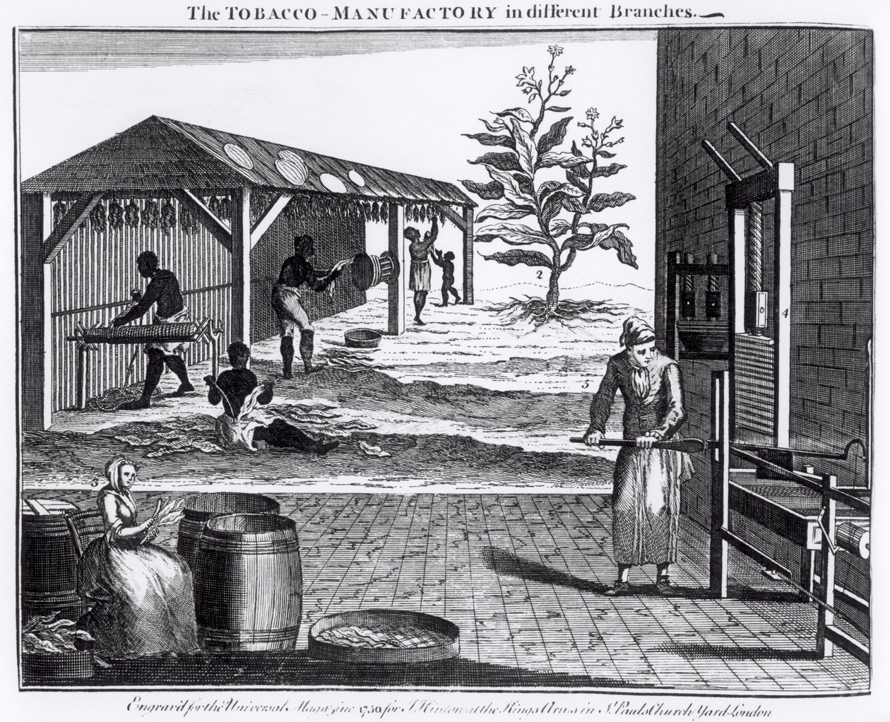 The Tobacco Manufactory in Different Branches, graverad för Universal Magazine, 1750 (se även 126979) av English School