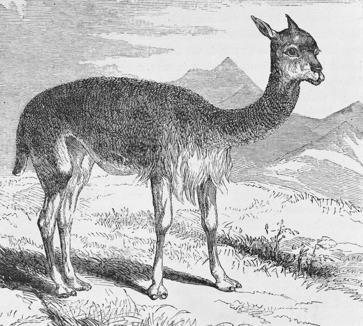 The Vicuna at the Rio de Azufre, från "Incidents of Travel and Exploration in the Land of the Incas" av E. George Squier, pub. år 1878 av English School