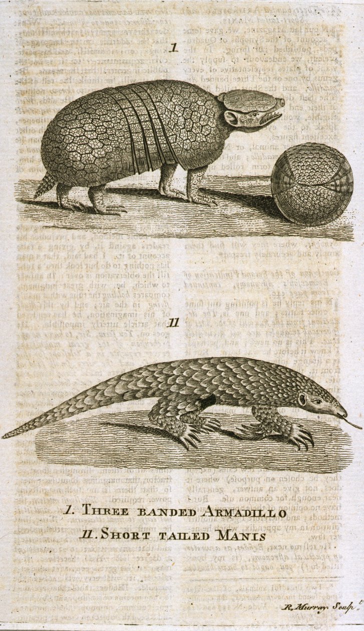 Three Banded Armadillo and Short Tailed Manis, från "The Gentleman