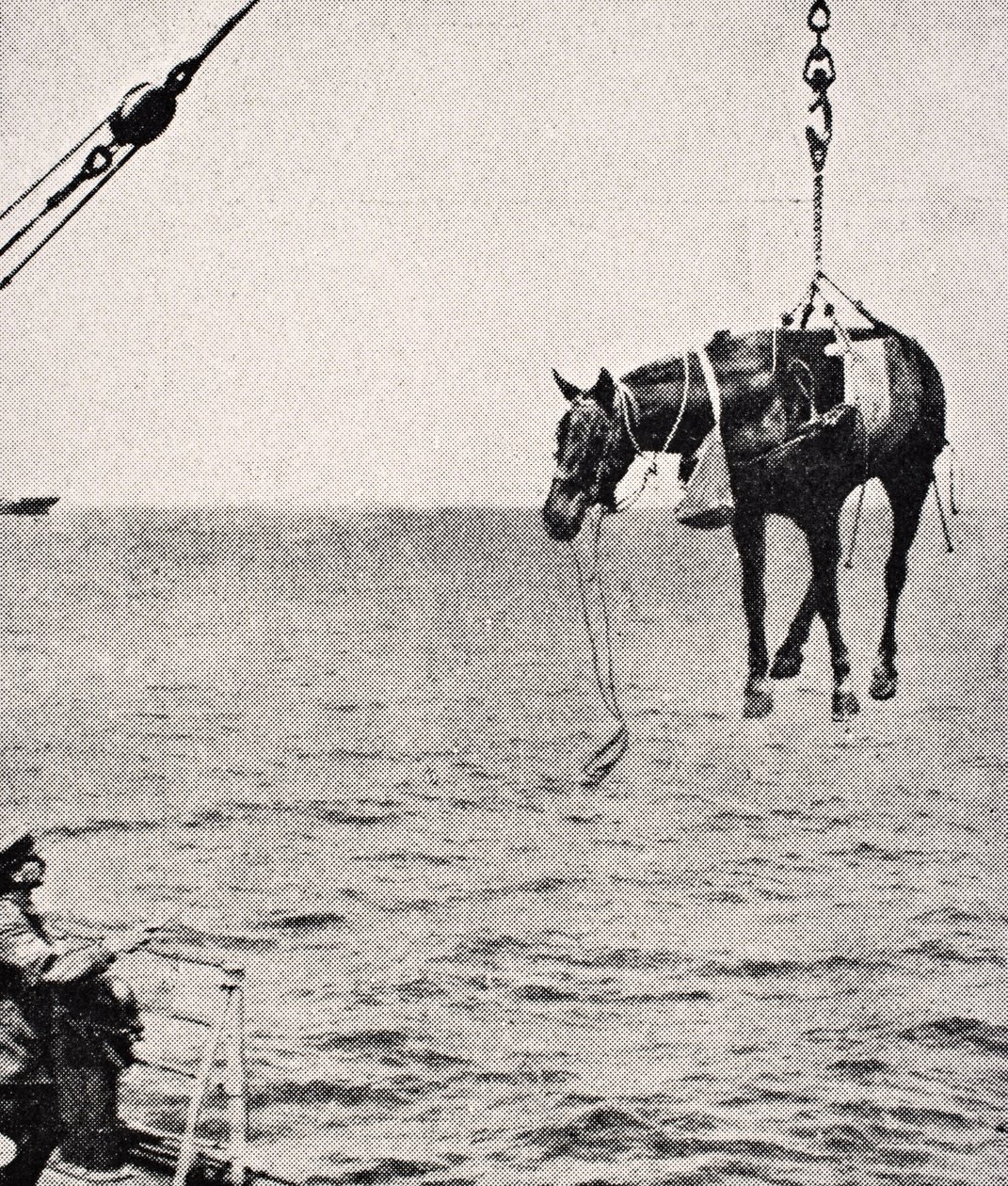 Att överföra häst från fartyg till land i Persiska viken, 1915, från 