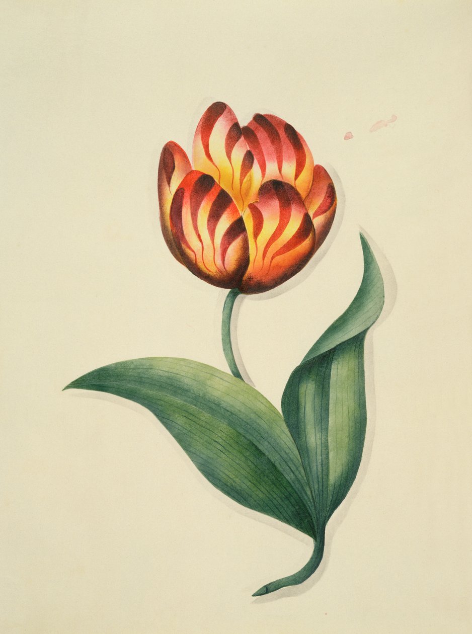 Tulpan, från `Flowers, an English Botanical Manuscript, c.1840 (wc) av English School