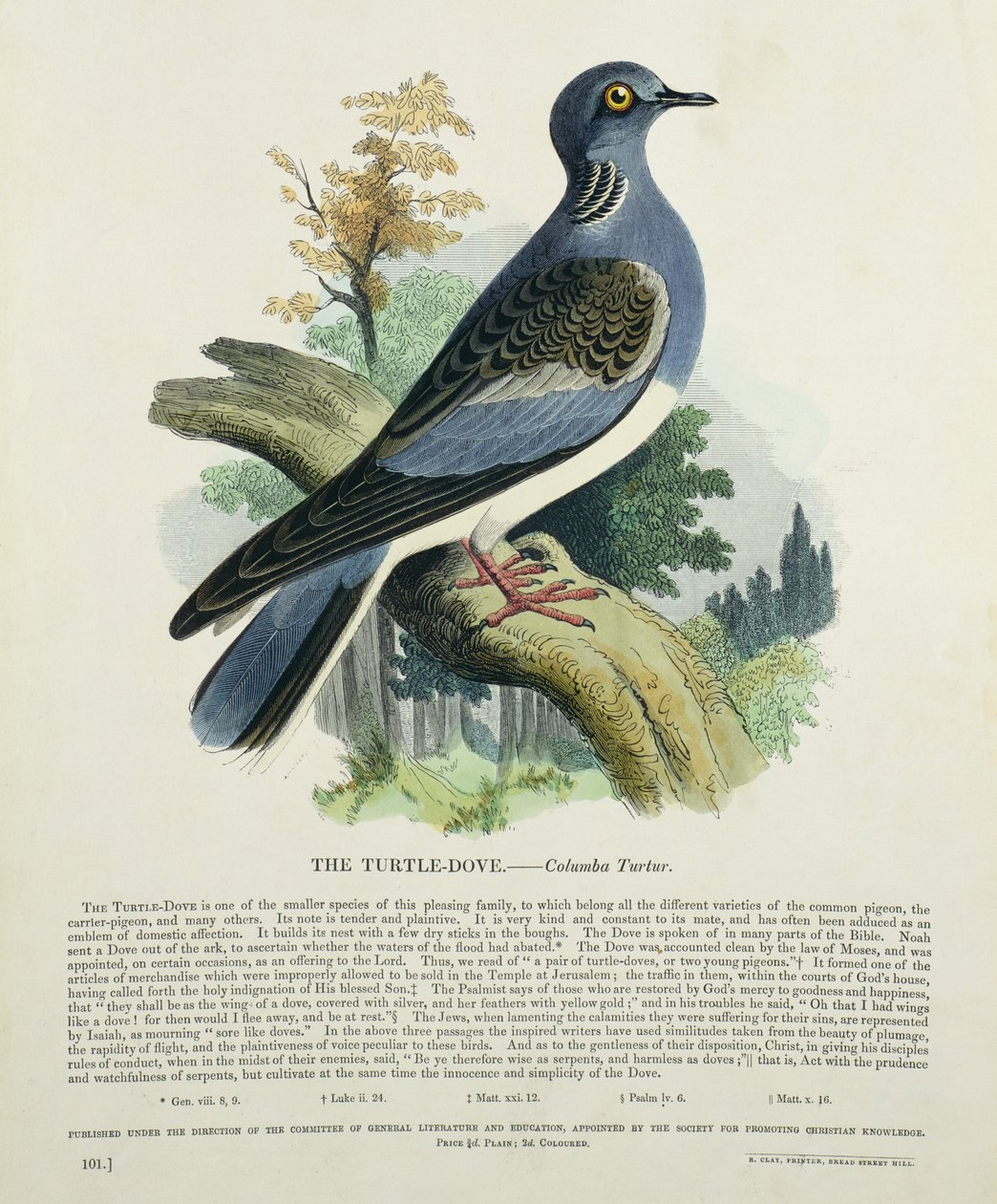 Turtle-Duve (Columba Turur) av English School