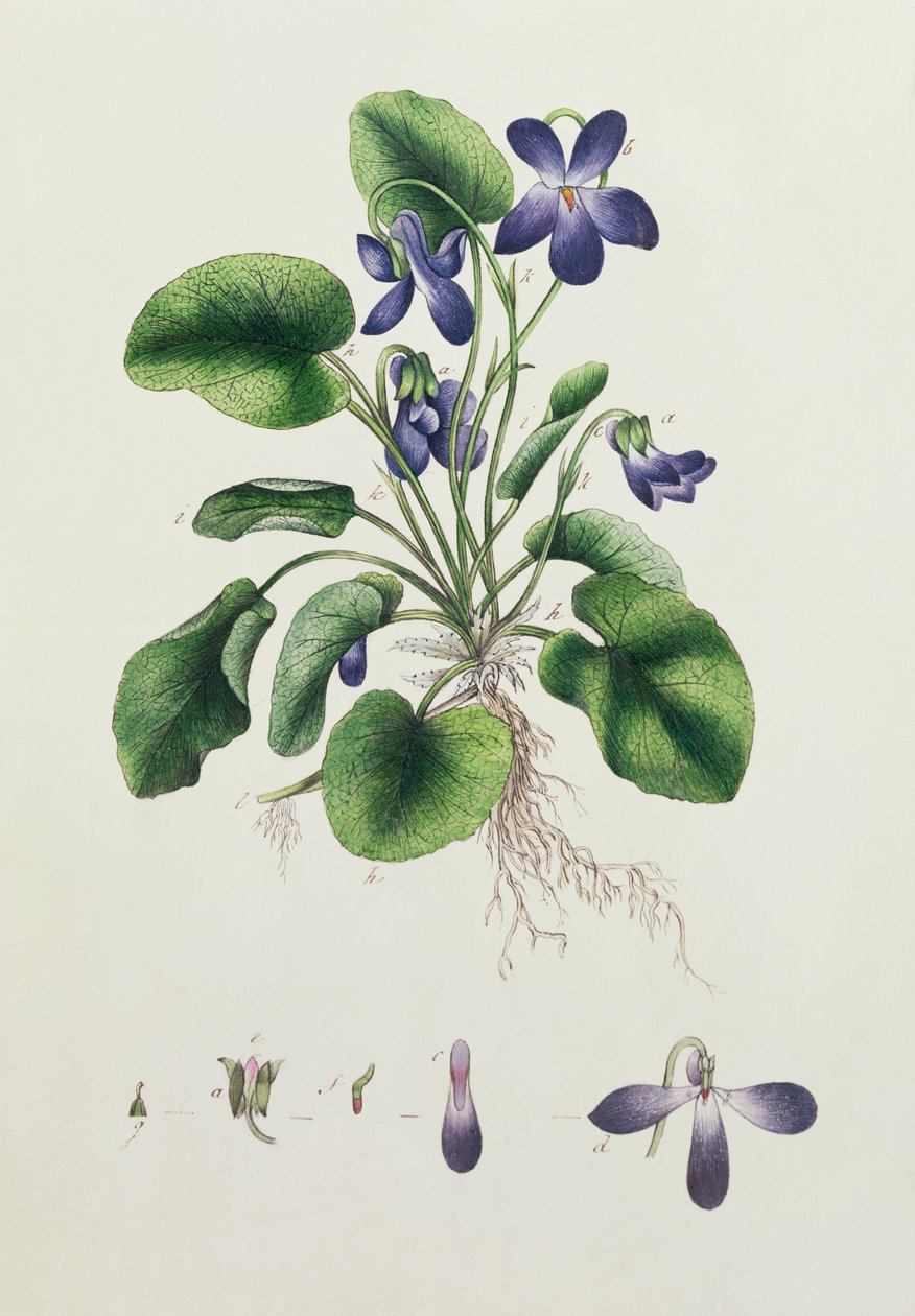 Violer, sida från ett album av botaniska studier c.1830 av English School