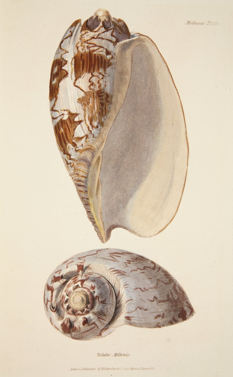 Voluta Miltonis, från The Mollusca and Radiata, pub. 1833 (handfärgad gravyr) av English School