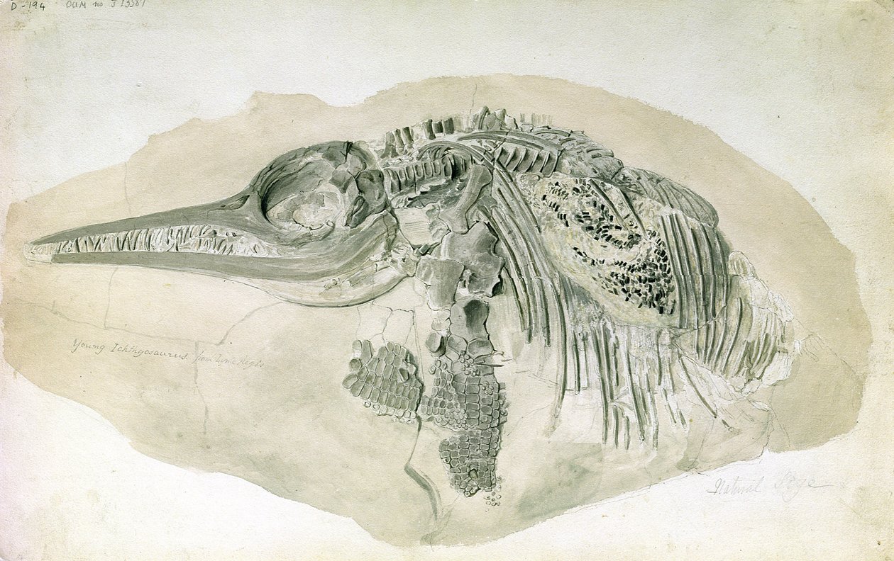 Young Ichthyosaurus från Lyme Regis (wc på papper) av English School