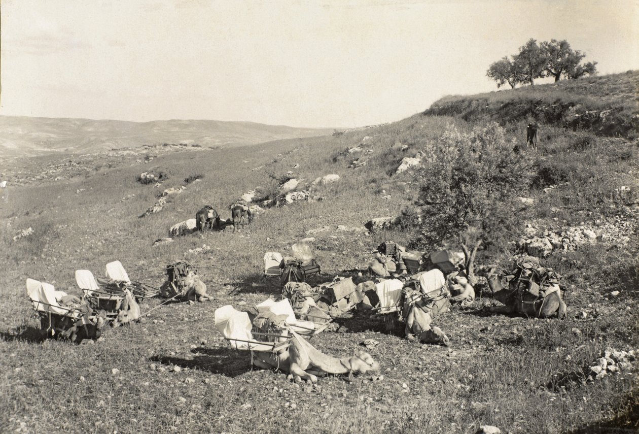 Ambulans kameler, ca 1916-19 (s/v foto) av English Photographer
