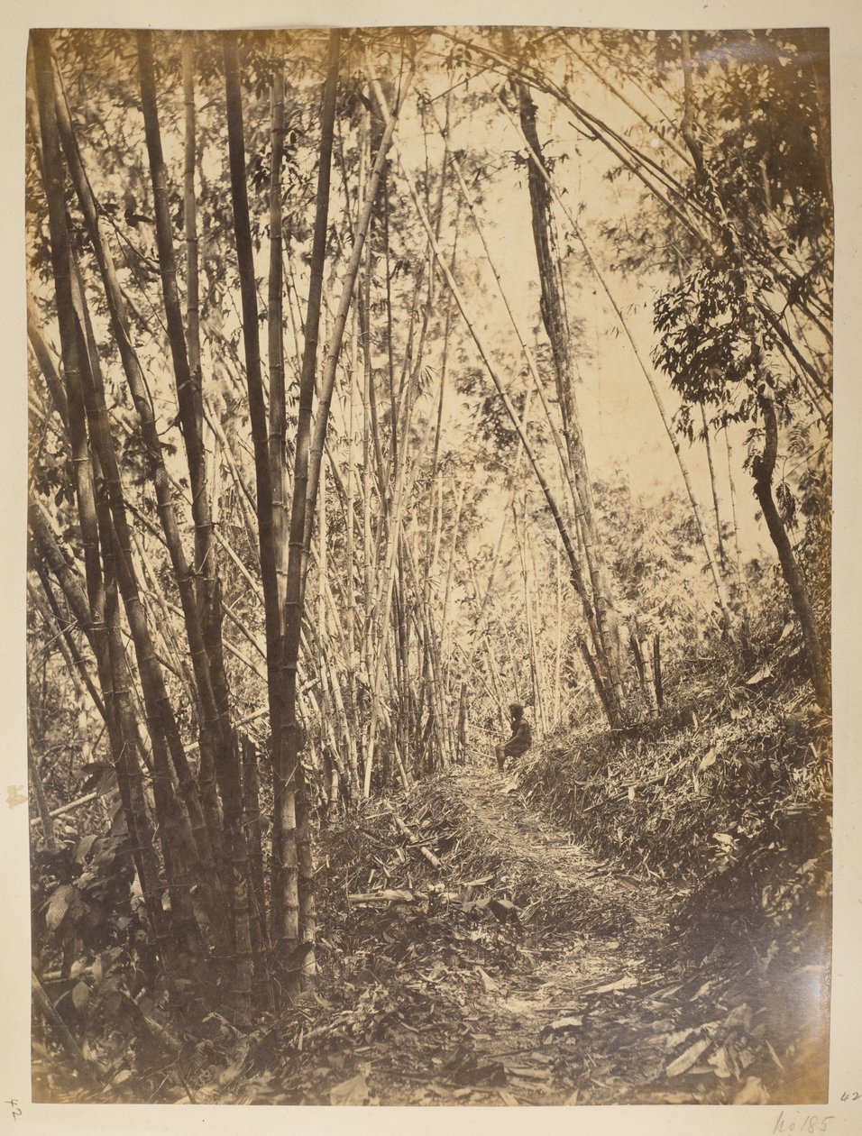 Bambuskog på Teesta.  Utsikt över Darjeeling. 1870-talet av English Photographer
