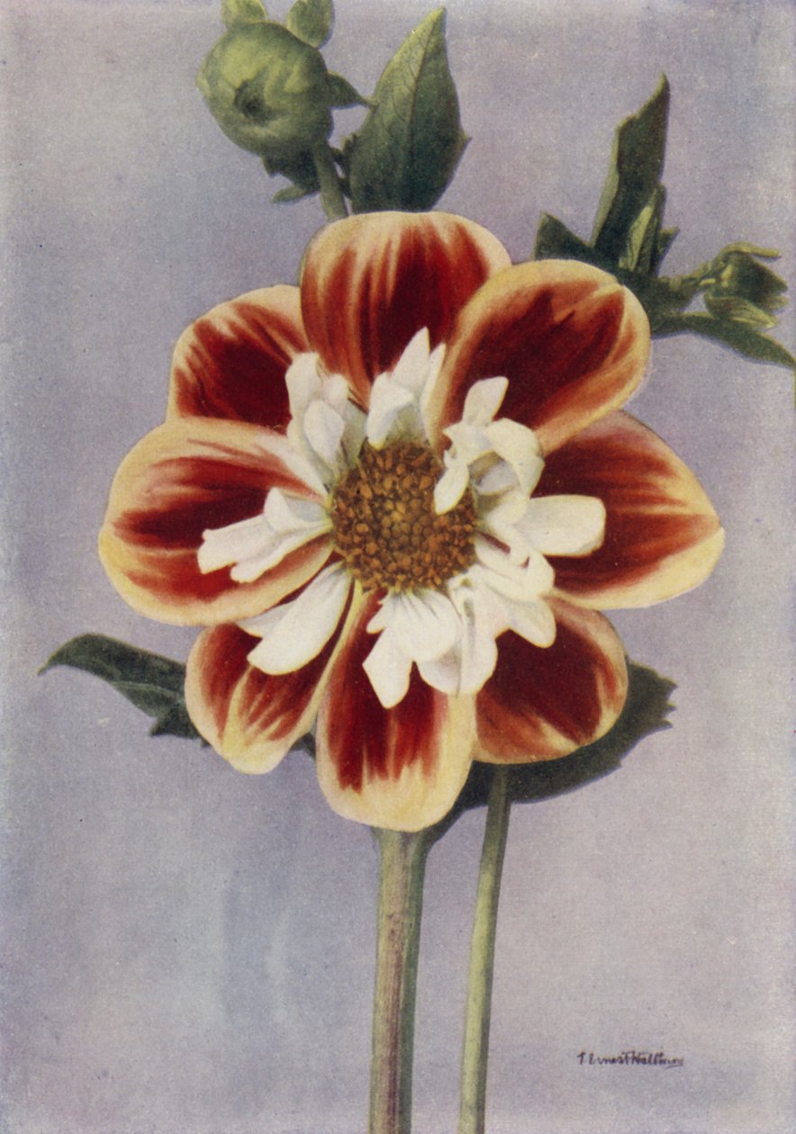 Collerette Dahlia, Gallia (färgfoto) av English Photographer
