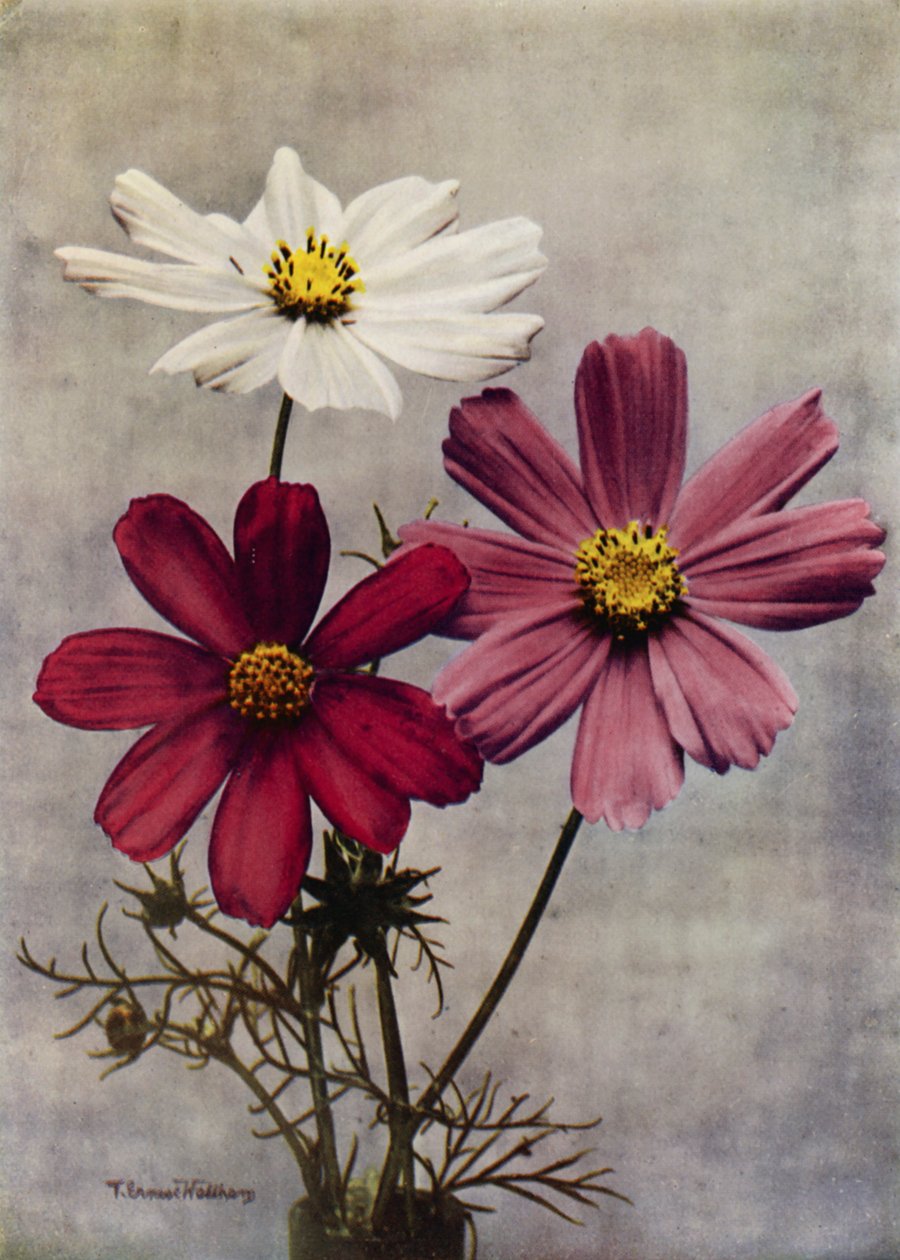 Cosmos Bipinnatus (färgfoto) av English Photographer