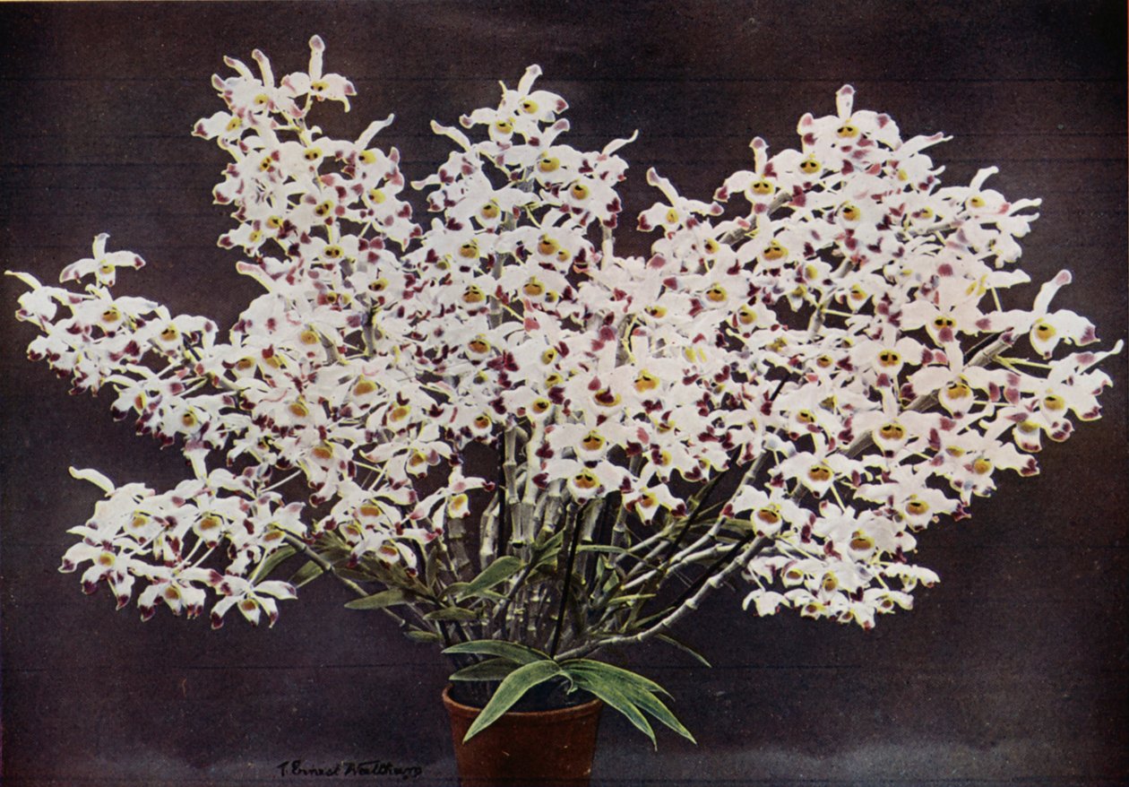 Dendrobium Wardianum (färgfoto) av English Photographer