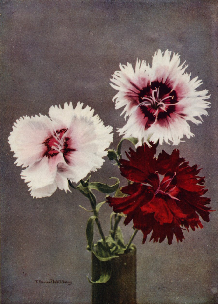 Dianthus Chinensis, var Heddewigii (färgfoto) av English Photographer