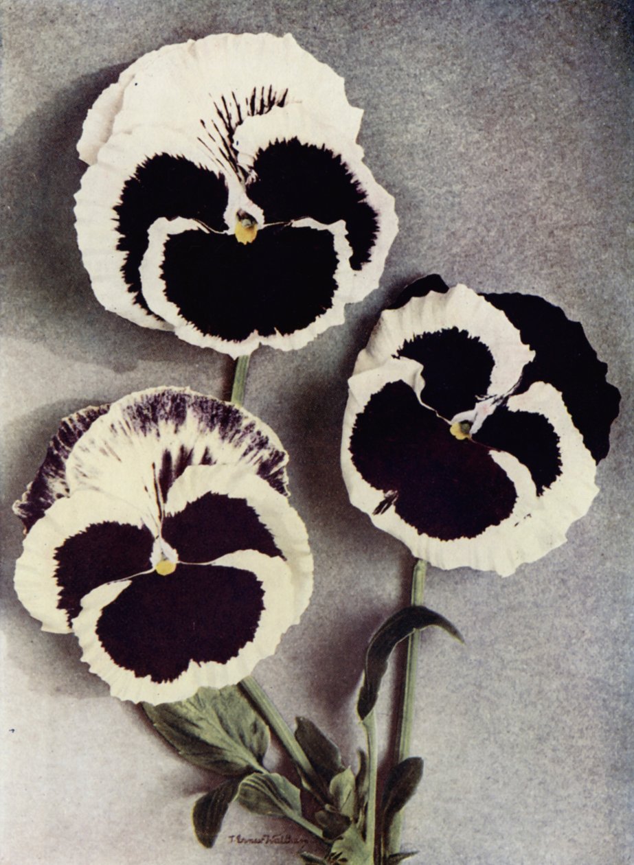 Fancy Pansies, Miss Neil, Mrs J Stewart, och Margaret Fife (färgfoto) av English Photographer