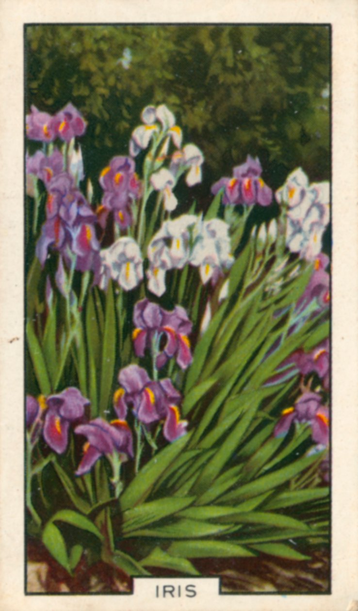 Trädgårdsblommor: Iris (färglagd bild) av English Photographer