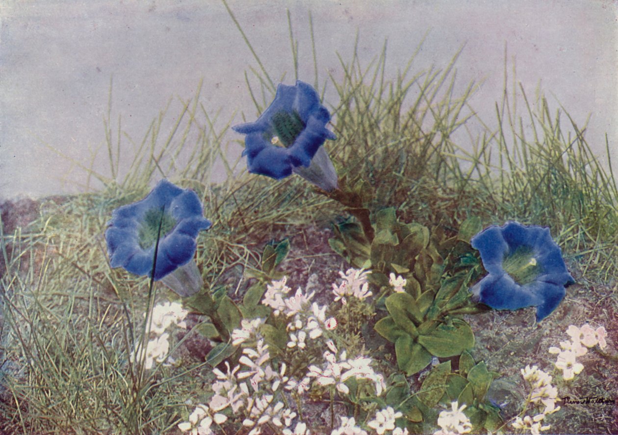 Gentiana Acaulis och Draba Dediana (färgfoto) av English Photographer