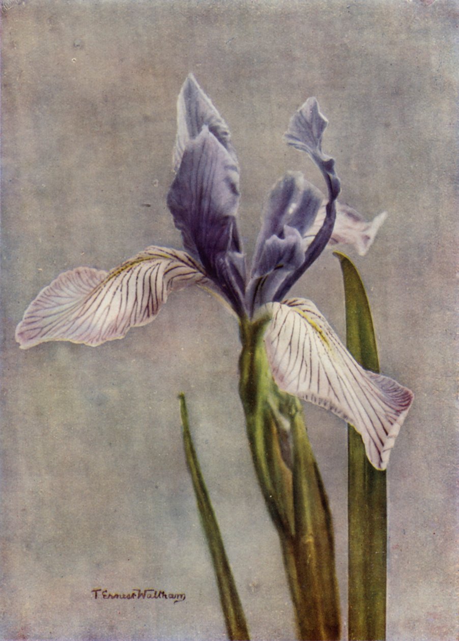 I Longipetala, en fin Apogon Iris (färgfoto) av English Photographer