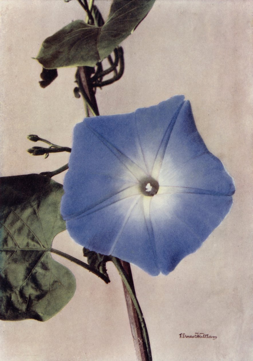 Ipomoea Rubro-Coerulea (färgfoto) av English Photographer