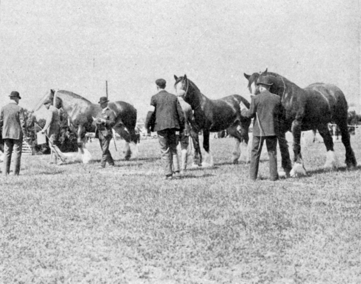 Att döma Shire Horses på Oxfordshire Agricultural Show, illustration från The King, 25 maj 1901 av English Photographer