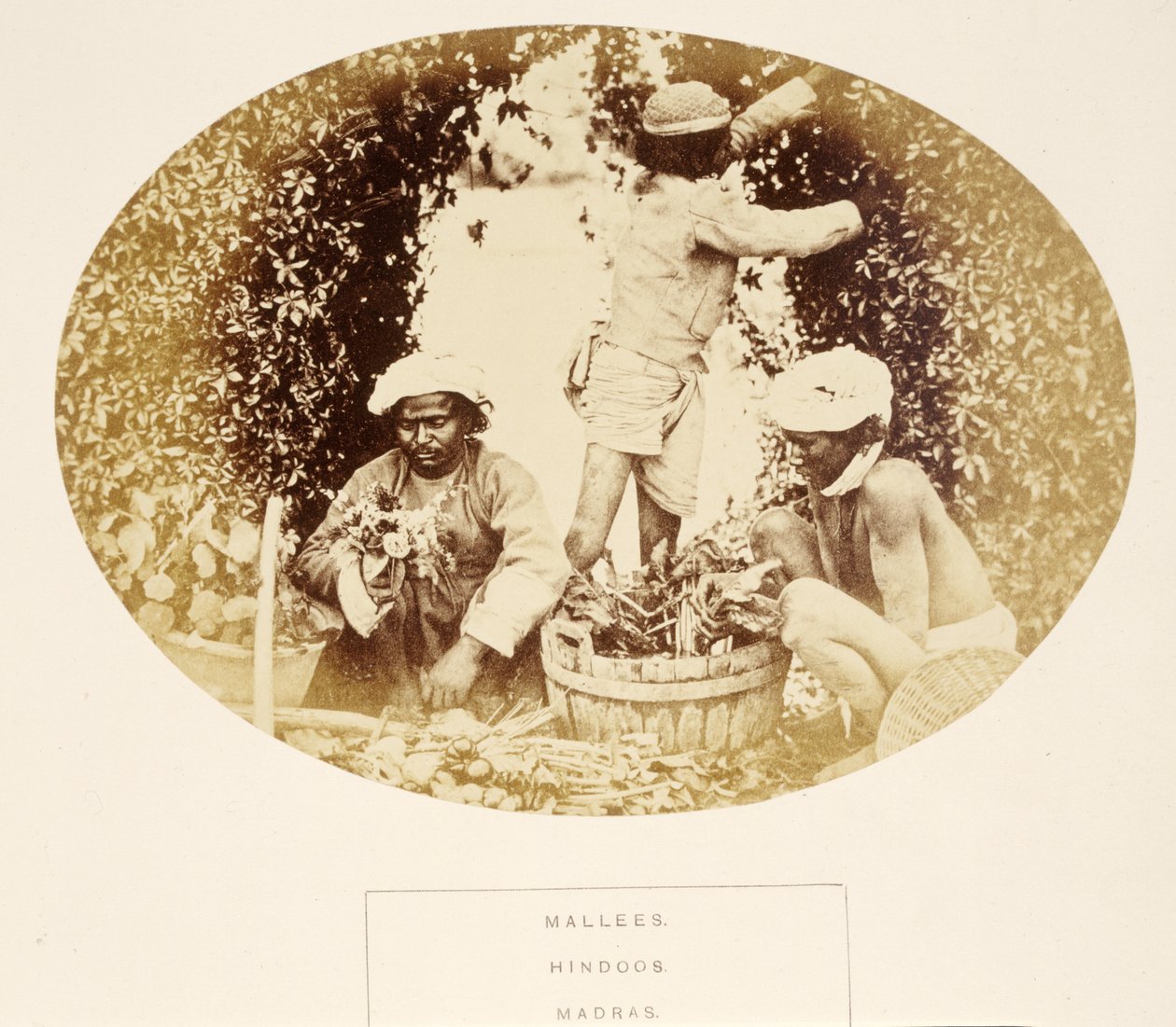 Mallees (Gardeners), Hindus, Madras, från The People of India, av J. Forbes Watson, publicerad 1868 (albumtryck) av English Photographer