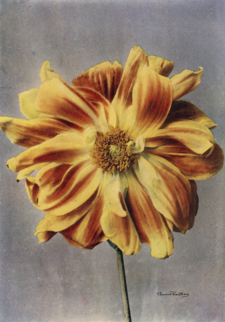 Paeonyblommig Dahlia, The Geisha (färgfoto) av English Photographer