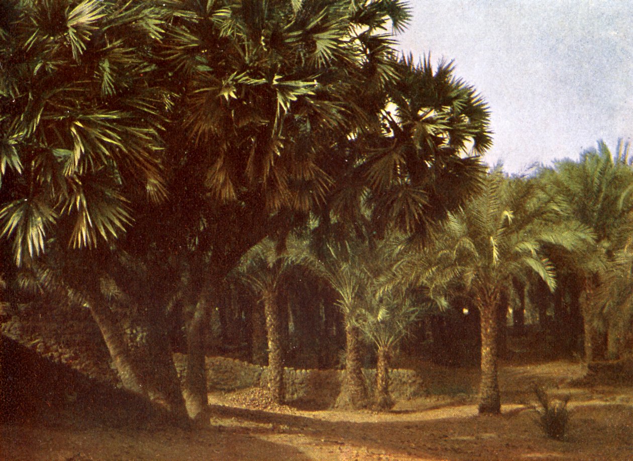 Palm Grove nära Karnak, Egypten av English Photographer