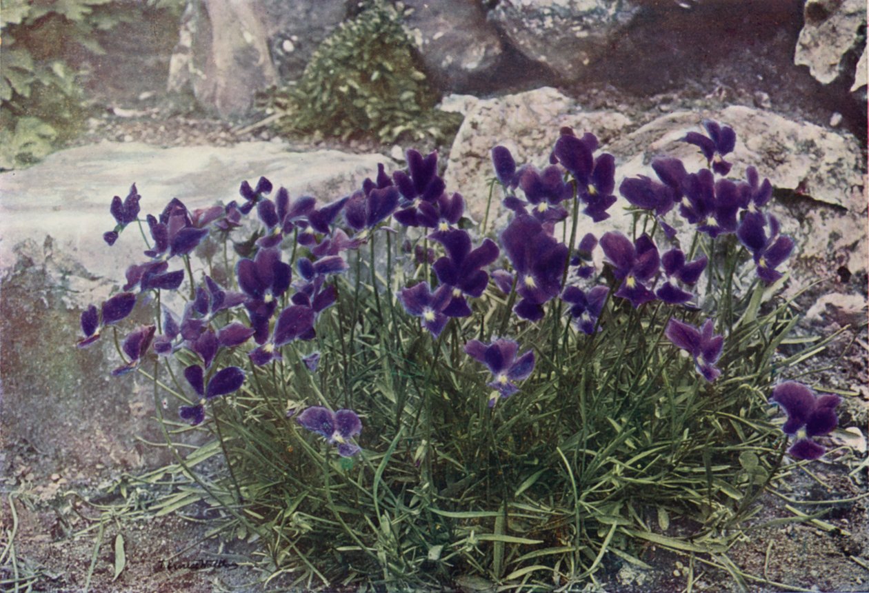 Viola Gracilis (färgfoto) av English Photographer