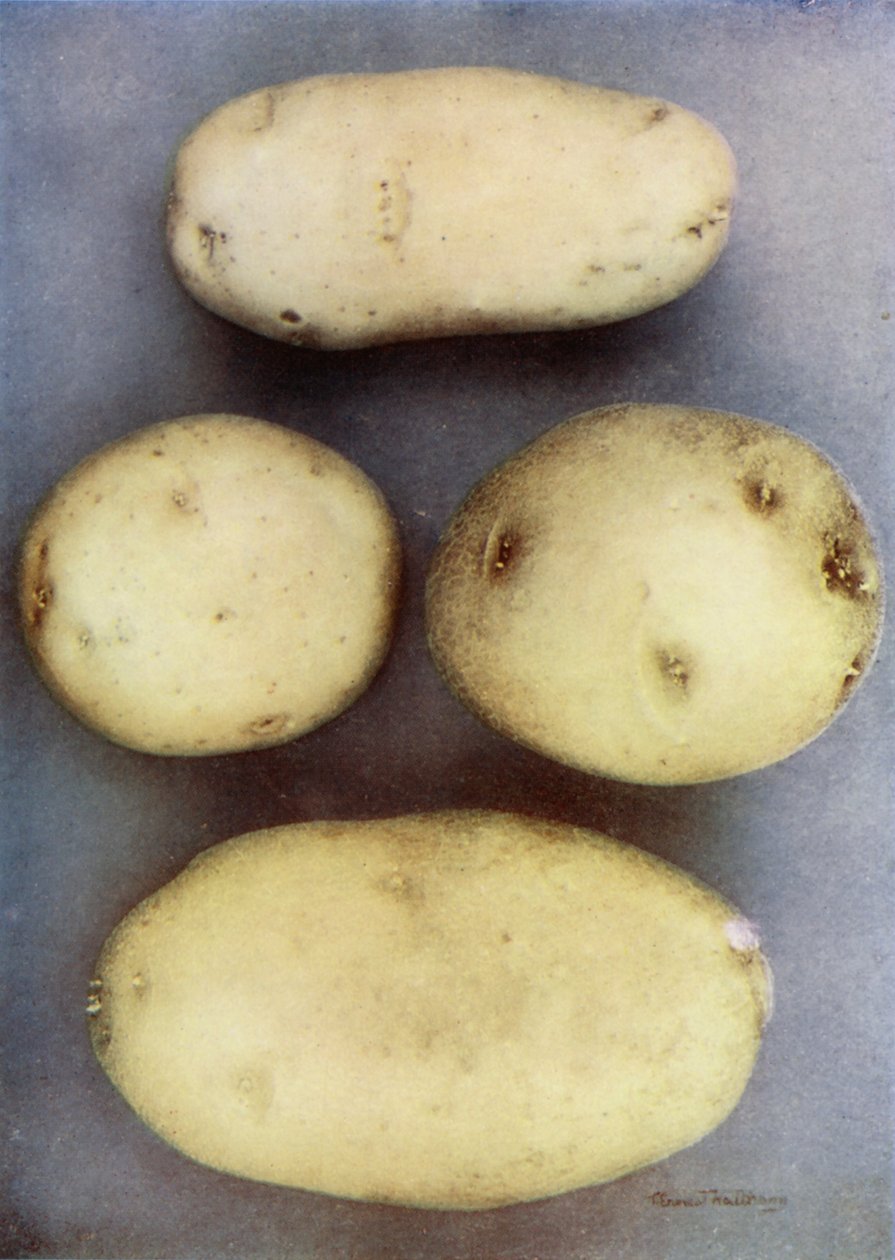 Vit potatis (färgfoto) av English Photographer