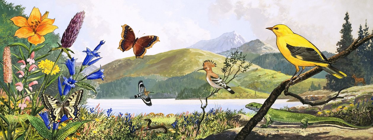 Centraleuropas vilda djur, illustration från "Nature
