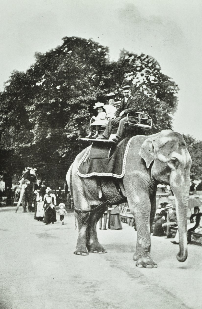 Zoological Gardens, Regents Park: elefantridning, London, ca 1895 av English Photographer